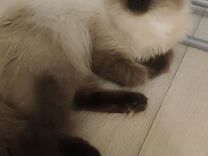 Кошка порода Невская Маскарадная ищет котика