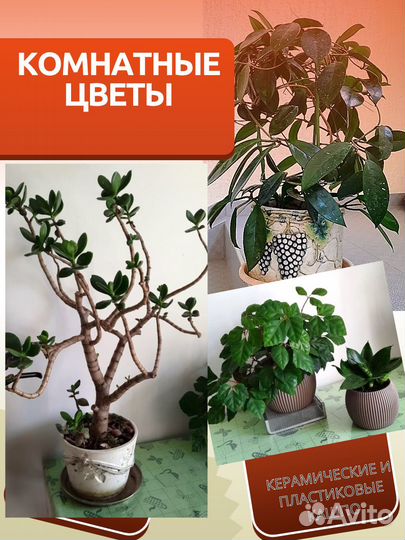 Красивые Комнатные растения для офиса для дома