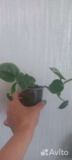 Сциндапсус