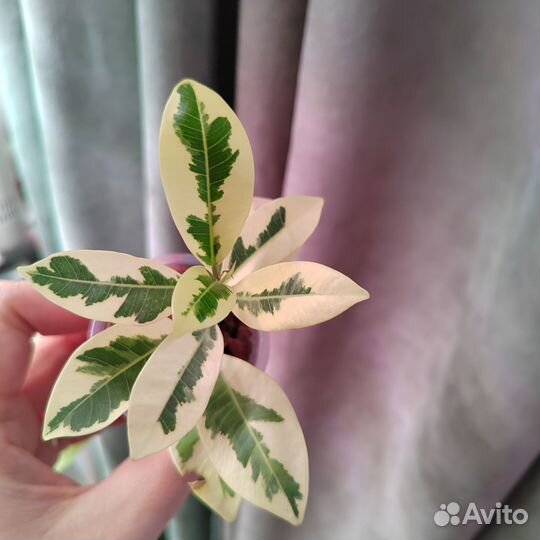 Фикус альбоморгината