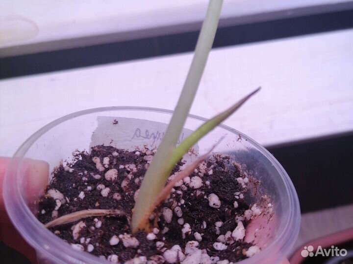 Алоказия Cuprea Red