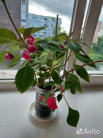 Бальзамин ванька мокрый