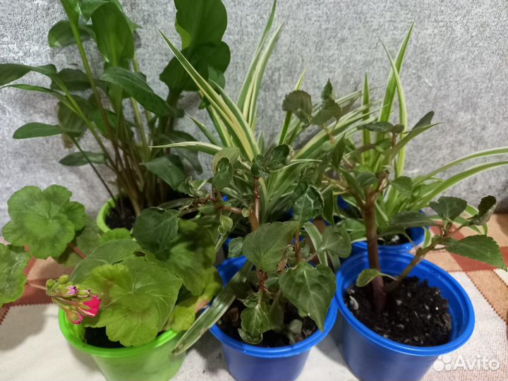 Комнатные цветы