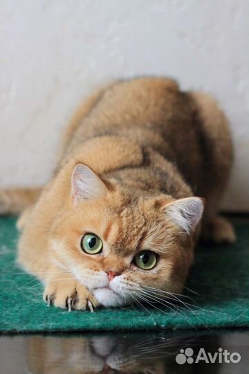 Шотландские кошки