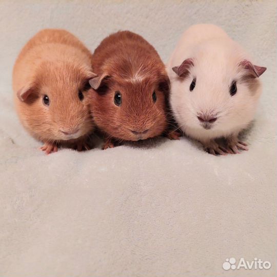 Морская свинки мальчики
