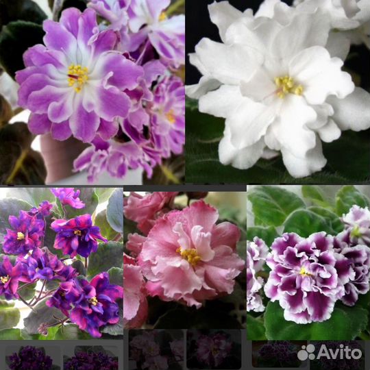 Фиалка детки набором