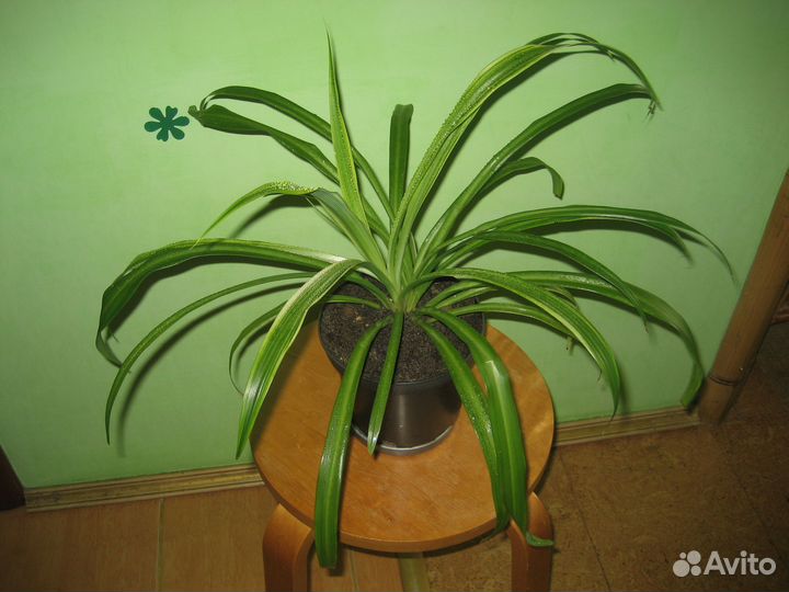 Хлорофитум