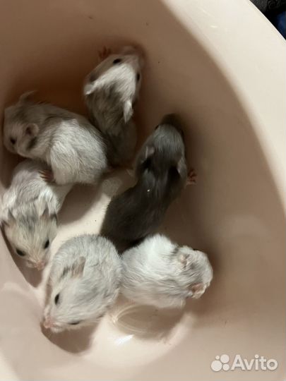 Сирийский хомяк малыши