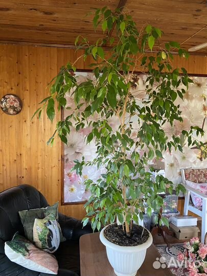 Фикус бенджамина большой