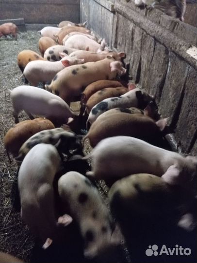 Поросенок ландрас