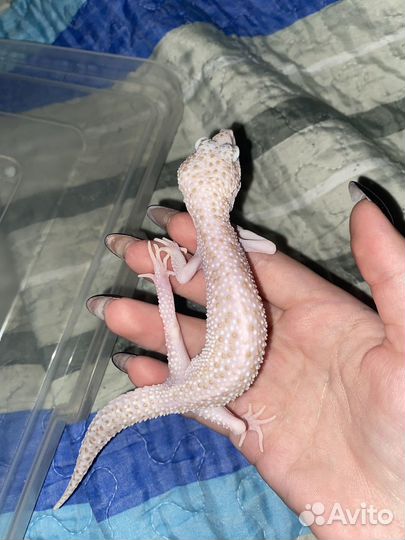 Эублефар самка