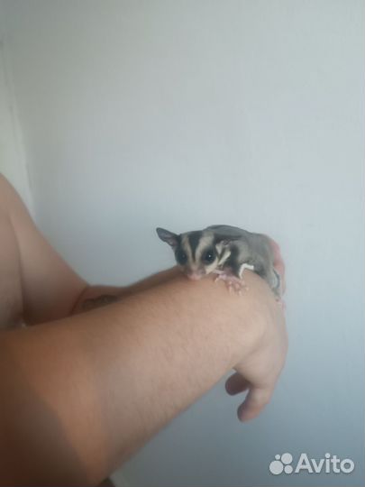 Передержка грызунов