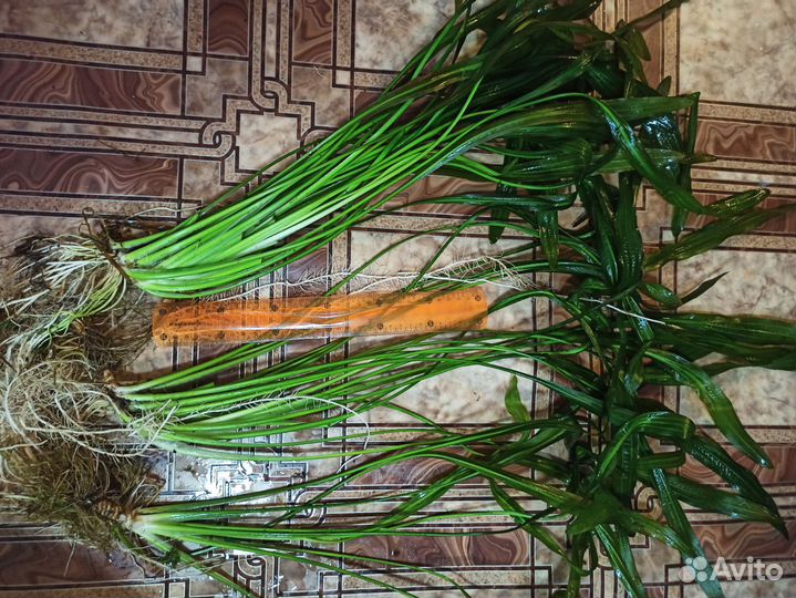 Эхинодорус уругвайский