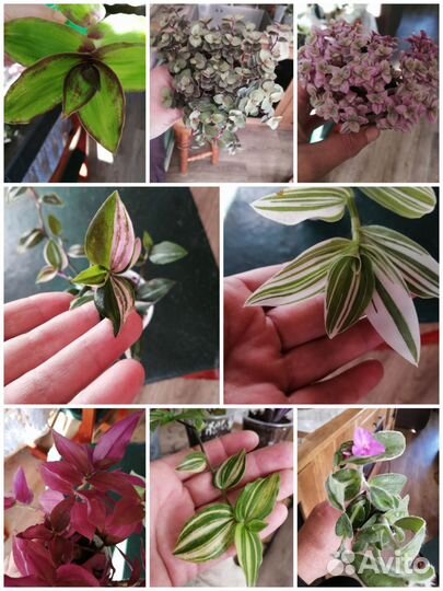 Традесканция