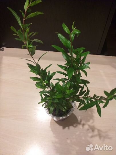 Комнатный гранат