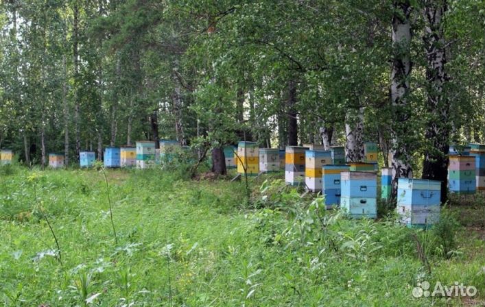 Мед Алтайский оптом