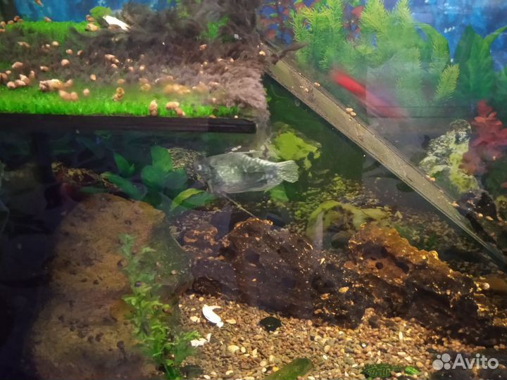Аквариум с рыбками