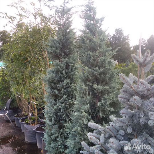 Можжевельник 2м европейский