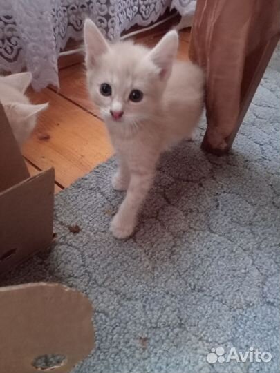 Умные разговорчивые котята от норвежской кошки