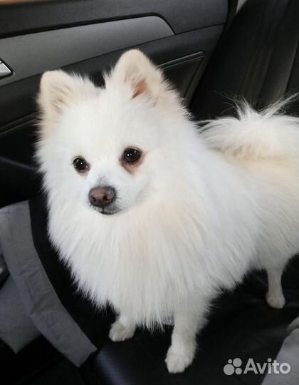Шпиц померанский белый вязка