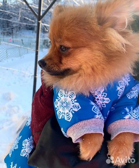 Комбинезон для маленькой собаки зима