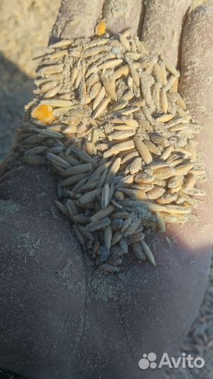 Семечки подсолнечника и овес лузга подсолнечника