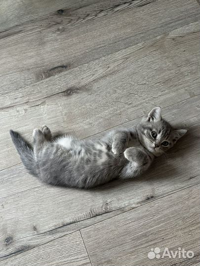 Котята от британской котяти