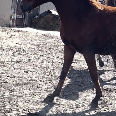 Продам донских жеребчиков