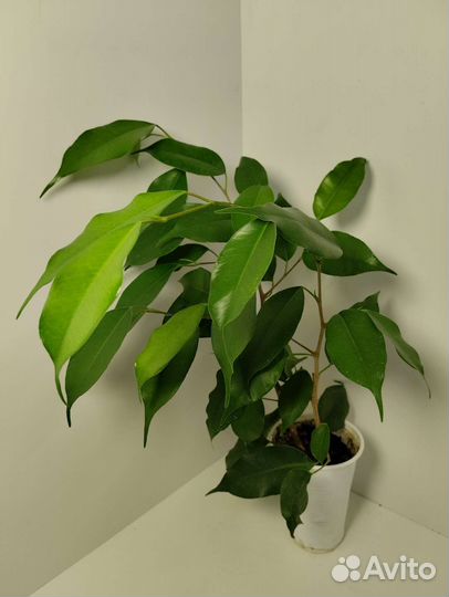 Фикус Бенджамина