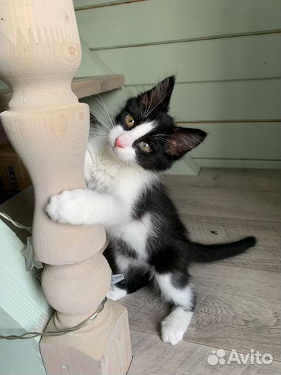 Малыш Джек ищет дом