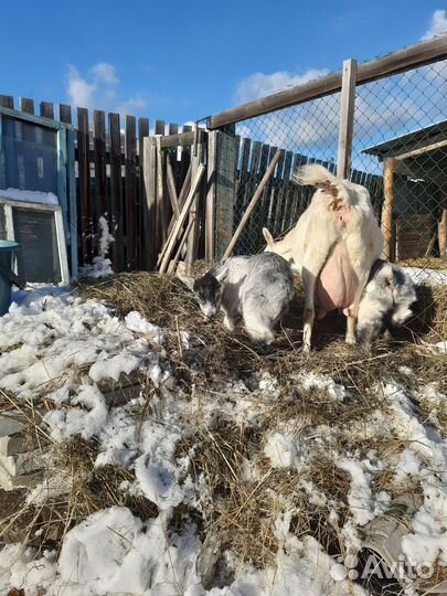 Альпийские козы