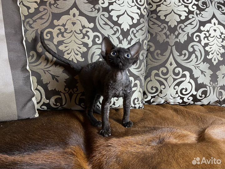 Девон-рекс Черная Алмазная