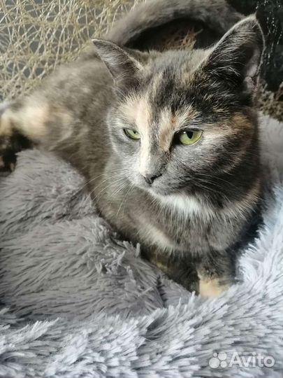 Котенок девочка трехцветочка