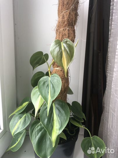 Филодендроны и базелло на опоре (крупные растения)