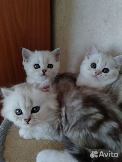 Шотландские котята