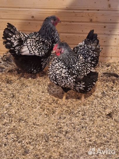 Инкубационное яйцо Виандот