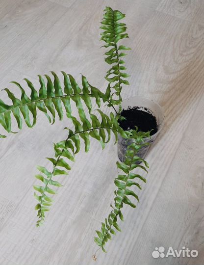 Папоротник нефролепис