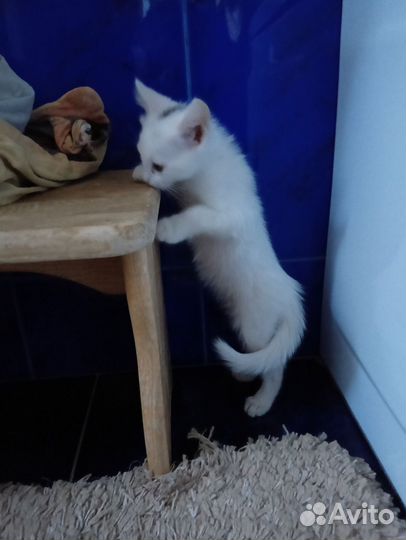 Котята от турецкой ангоры