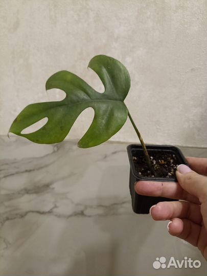 Монстера рафидофора