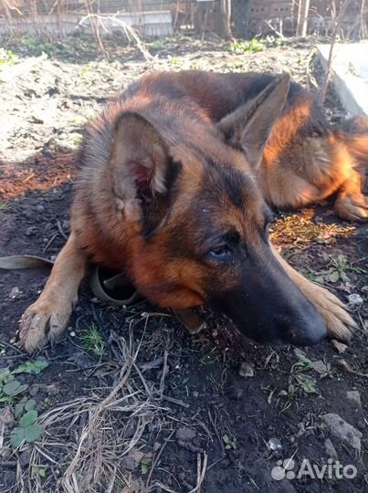 Немецкая овчарка
