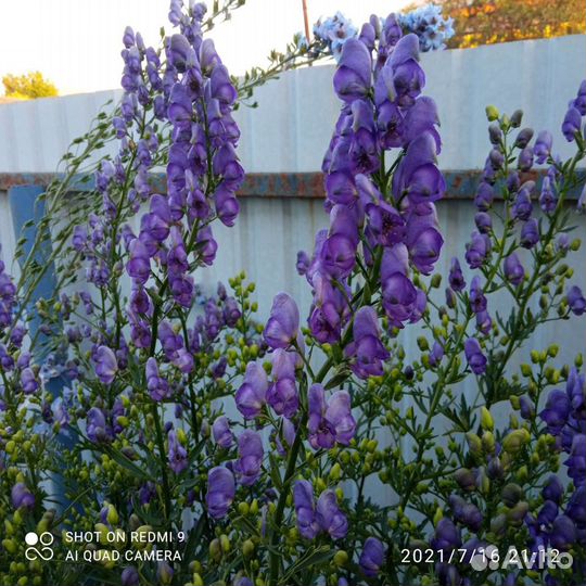 Девичий виноград, колокольчик,аконит,ромашка, мак