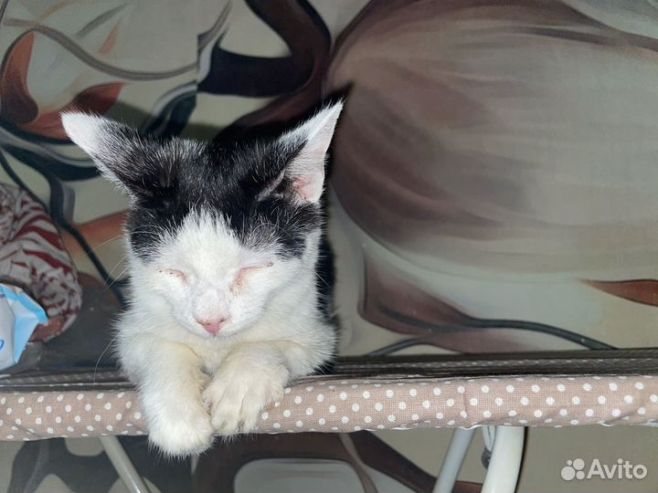 Бедненький котенок