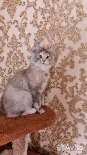 Котята мейн-кун