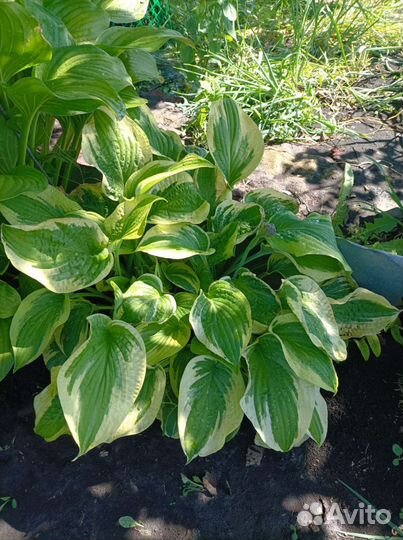 Хоста растение