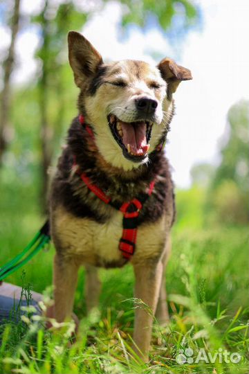 Взрослый Сэм очень ждёт семью