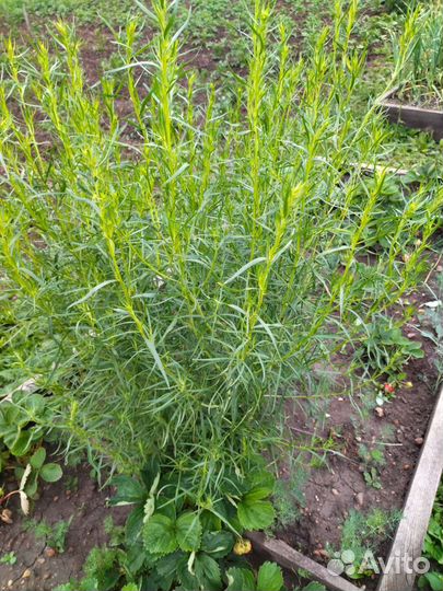 Эстрагон тархун