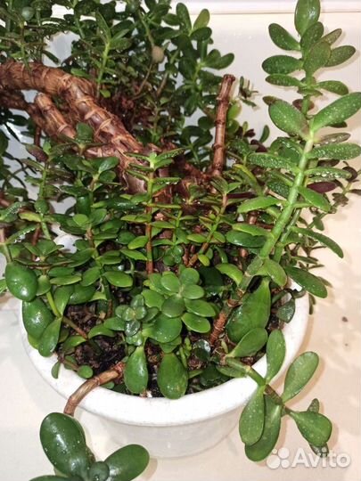 Толстянка, денежное дерево