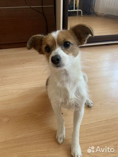 Отдам в добрые руки