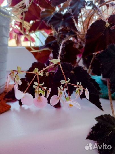 Бегония Королевская