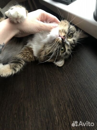 Кошки в добрые руки